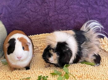 Rescue Guinea Pig Guinea Pigs for Adoption in Aurora, Illinois - Rita And Janet | PetCurious